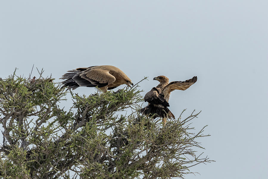 Two Tawny Eagles in a Tree, No. 3 Photograph by Belinda Greb