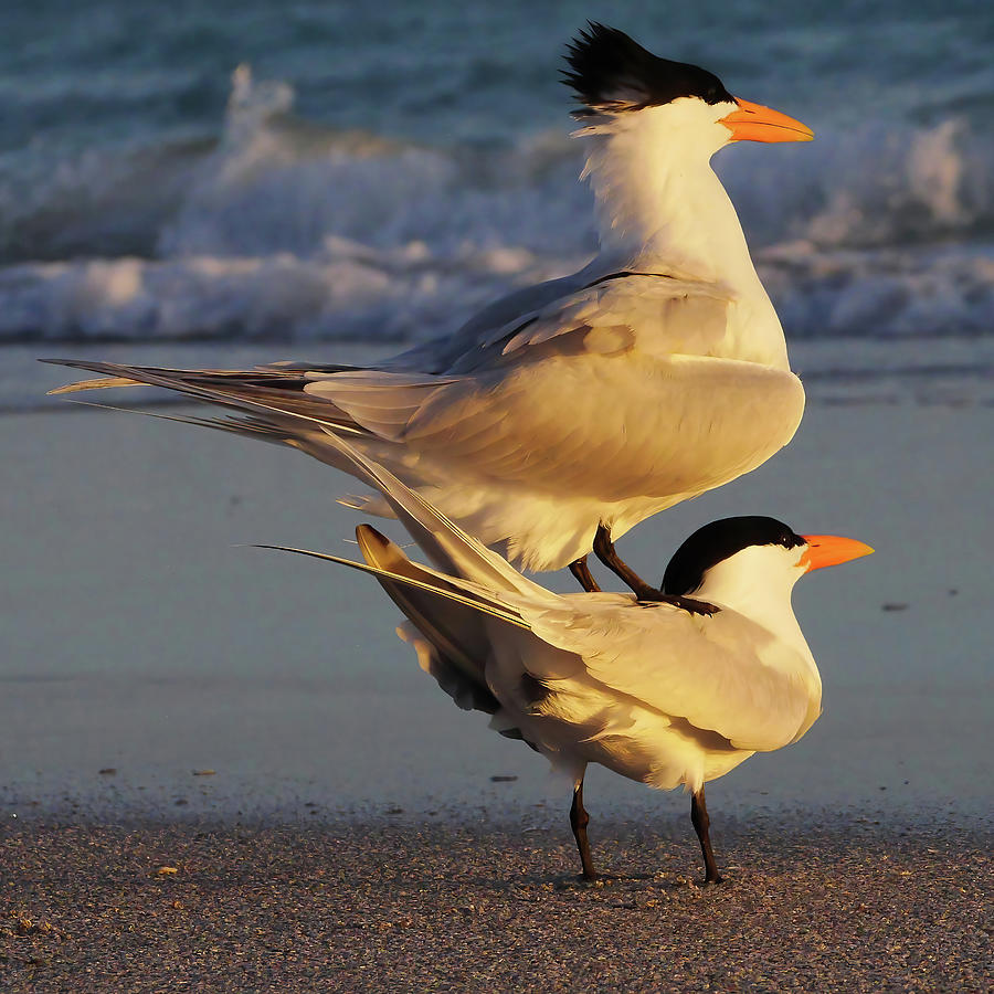 Two Tern Stand Photograph by Gary Shlifer