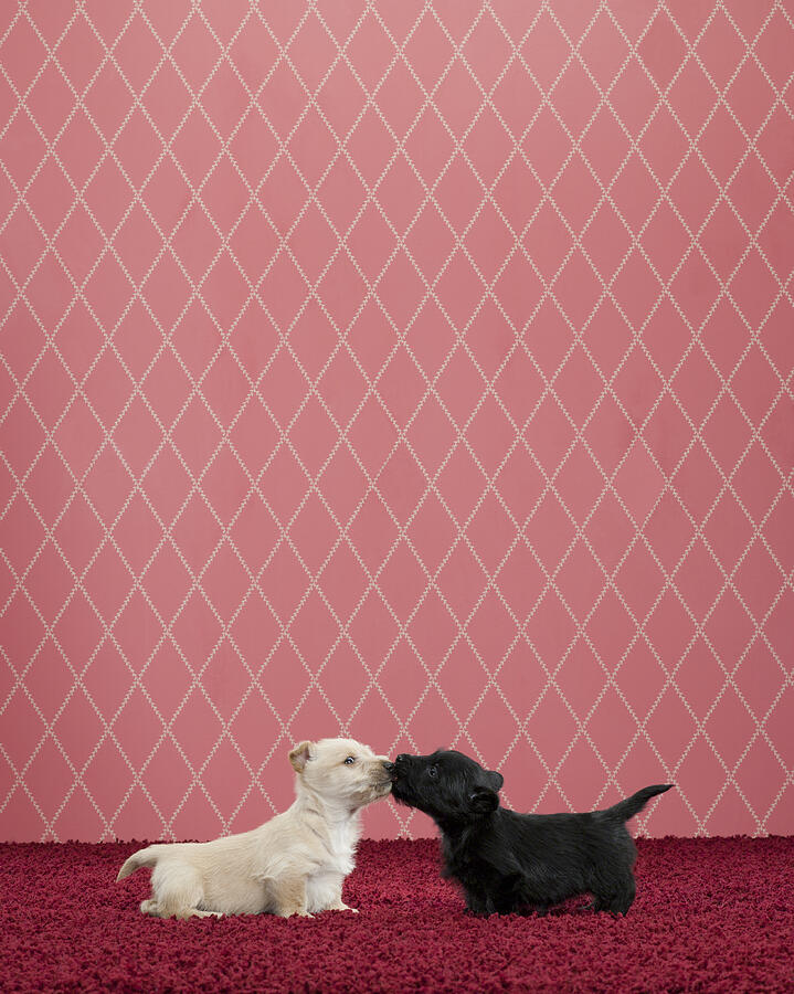 Two Terrier Puppies Kissing on Fancy Set Photograph by Catherine Ledner