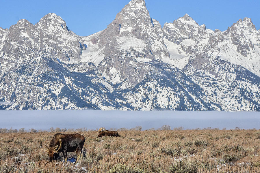 Two Teton Bulls Photograph by Ed Stokes