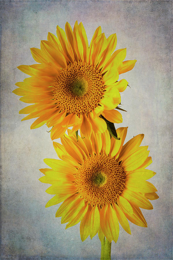 Two Textured Garden Sunflowers Photograph by Garry Gay