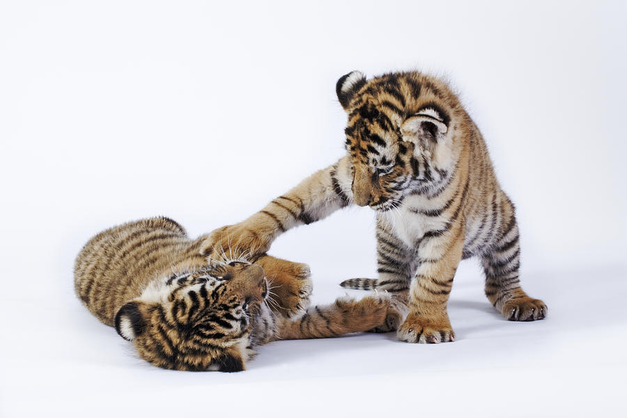 Two tiger cubs (Panthera tigris) playing, against white background Photograph by Martin Harvey