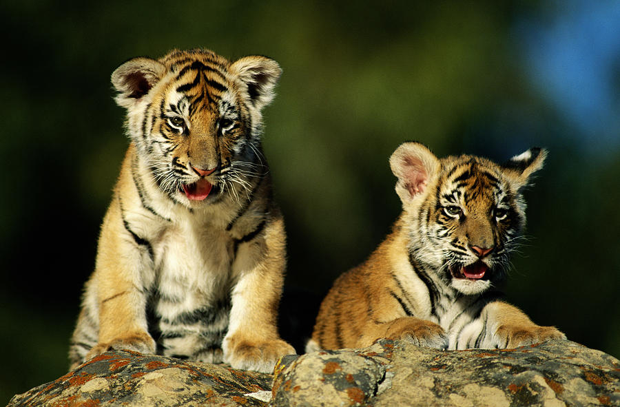 Two Tiger Cubs  [wildlife Model] Photograph by Mike Hill
