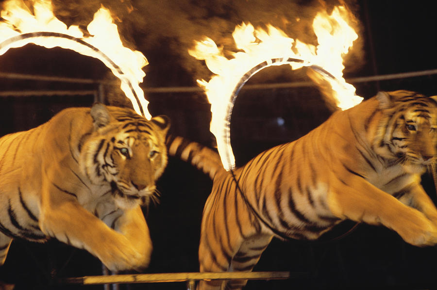 Two tigers leaping through burning rings of fire at circus Photograph by Jerry Yulsman