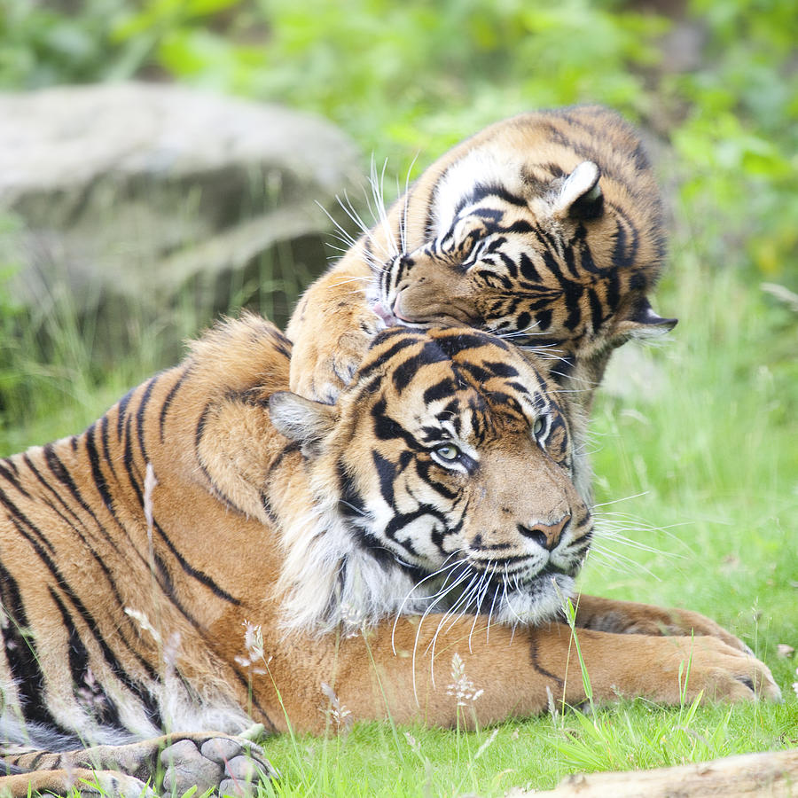 Two Tigers Together, Cuddling And Playing Photograph by Piolka
