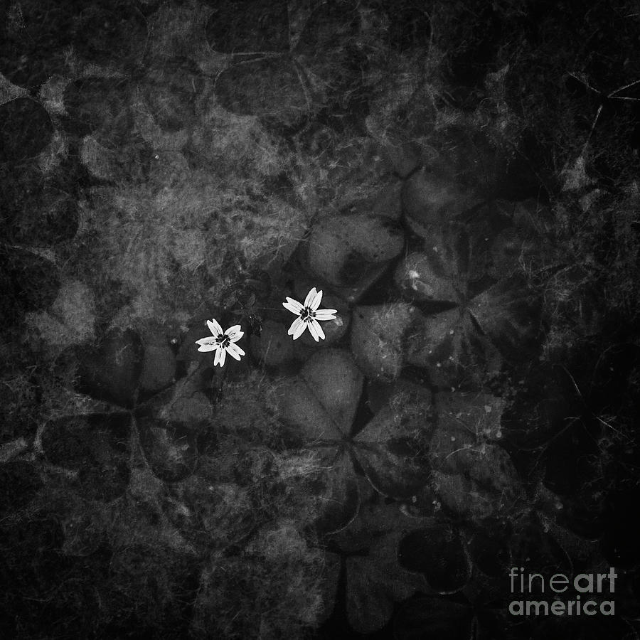 Two Tiny Flowers Photograph by Masako Metz