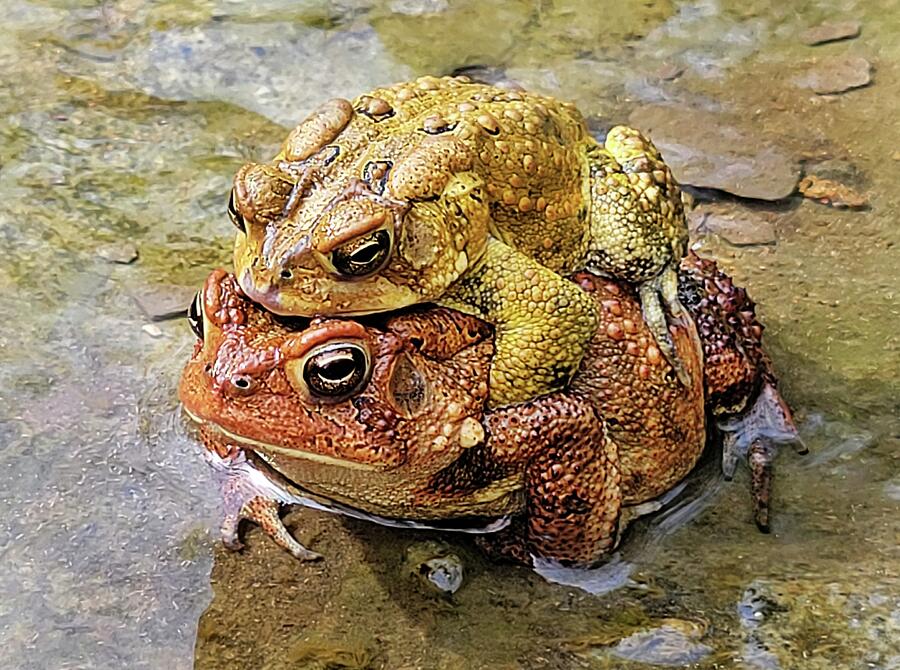 Two Toads Photograph by Ally White Two Toads Photograph by Ally White