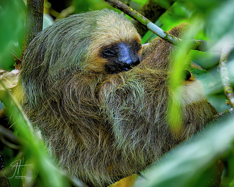 Two-toed Sloth Sleeping Photograph by Jim Thompson
