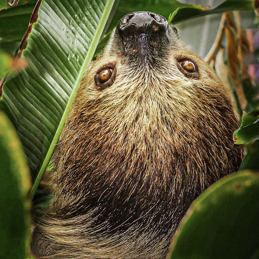 Wildlife Photograph - Two-toed Sloth by Stan Bysshe