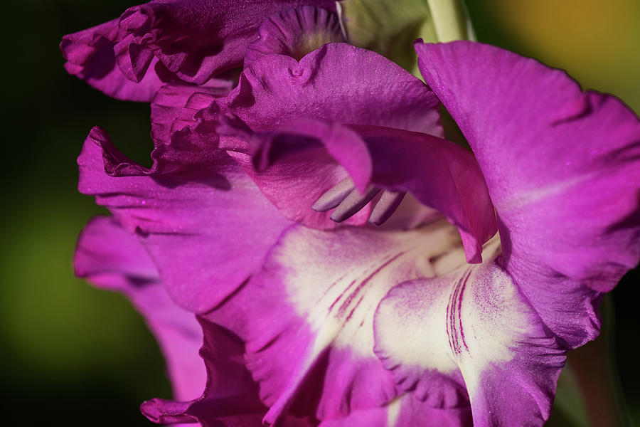 Two Tone Gladiolus Photograph by Robert Potts