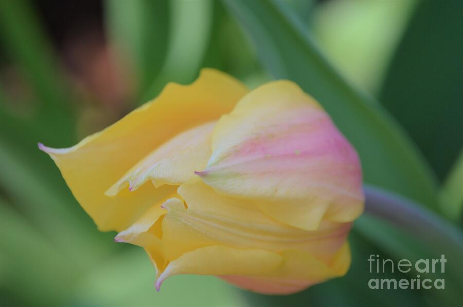 Nature Photograph - Two Tone by Vickie Crum