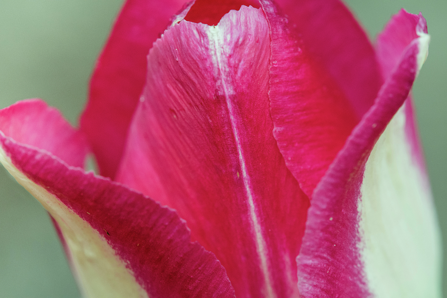 Two Toned Tulip Photograph by Christi Kraft