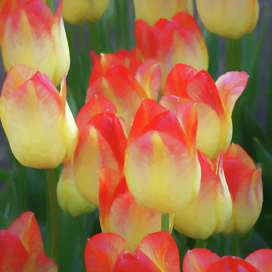 Two Toned Tulips Photograph by Kathi Mirto