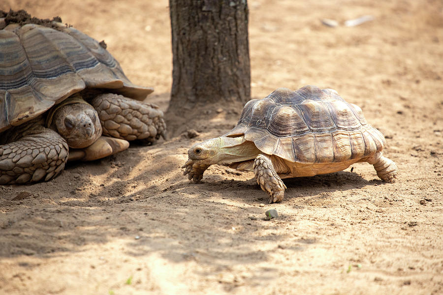 Two Tortoises Photograph by David Stasiak