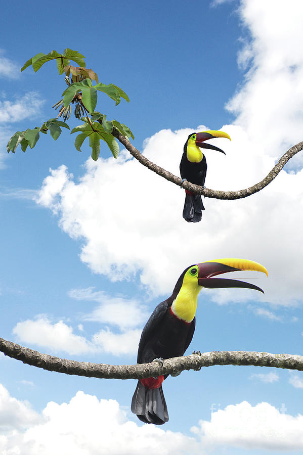 Two Toucans playing together in a tree.  Photograph by Gunther Allen