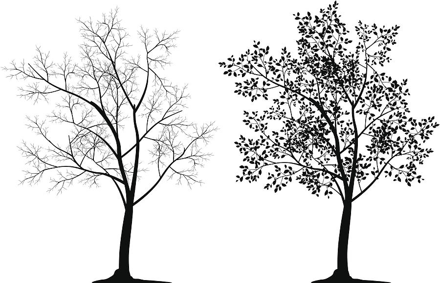 Two tree silhouettes in black on white background Drawing by N_design