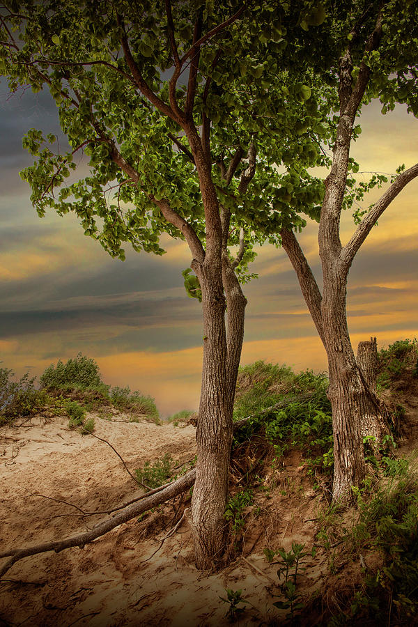 Two Trees at Sunset on Sleeping Bear Dunes Photograph by Randall Nyhof
