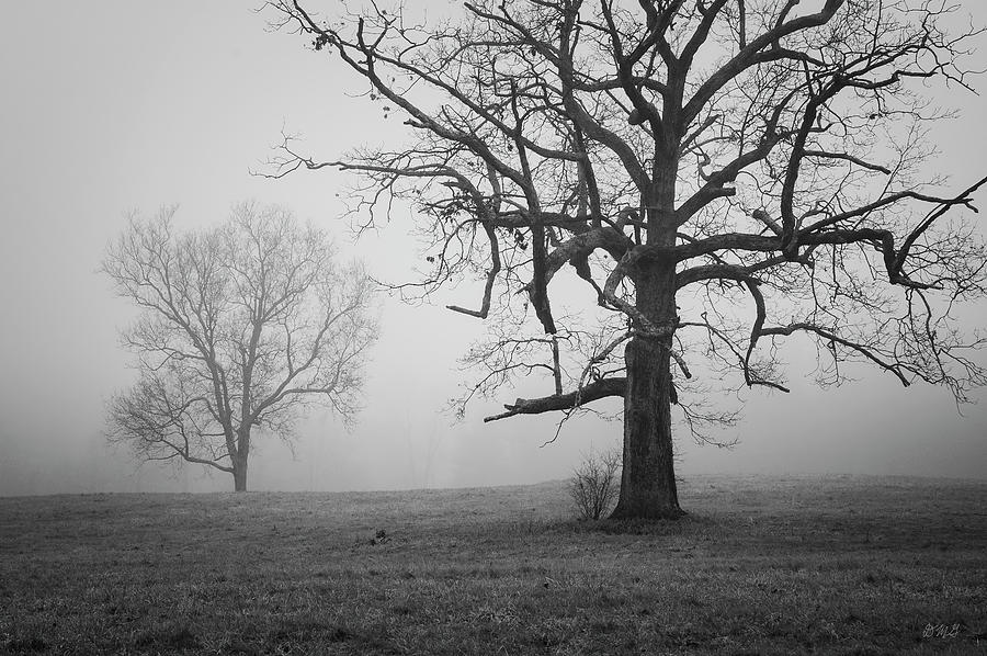 Two Trees Foggy Morning BW Photograph by David Gordon