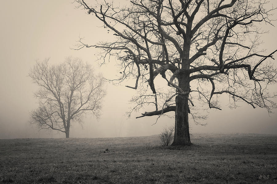 Two trees Foggy Morning Toned Photograph by David Gordon