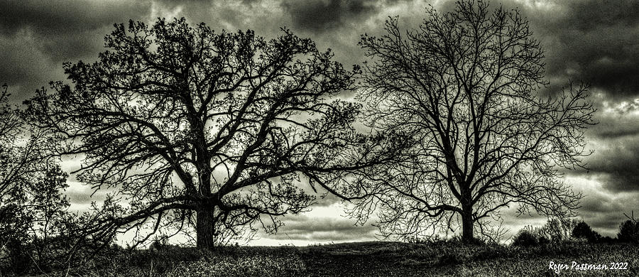Black And White Photograph - Two Trees in Autumn by Roger Passman