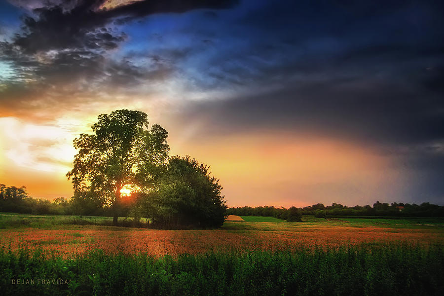Two trees in the field Photograph by Dejan Travica Two trees in the field Photograph by Dejan Travica