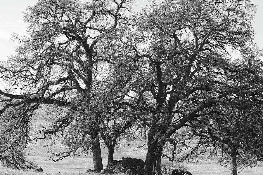 Two Trees maybe three black and white Photograph by Cathy Anderson