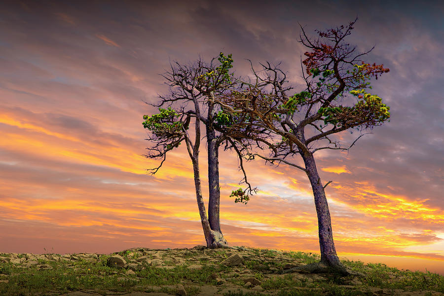 Two Trees on a Rocky Ridge at Sunset Photograph by Randall Nyhof