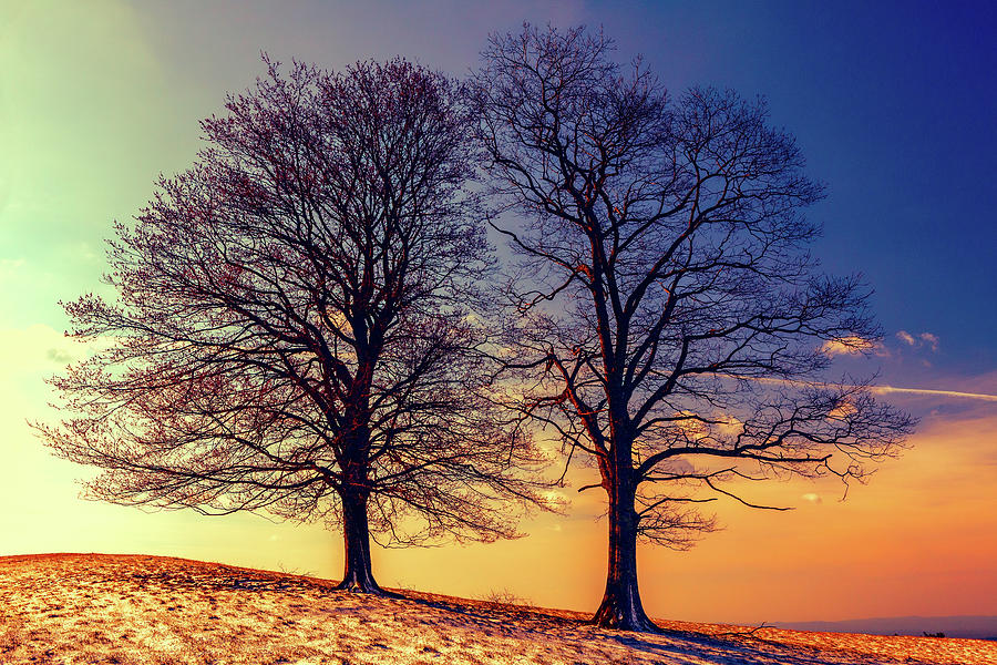 Two Trees on the Parkway FX Digital Art by Dan Carmichael