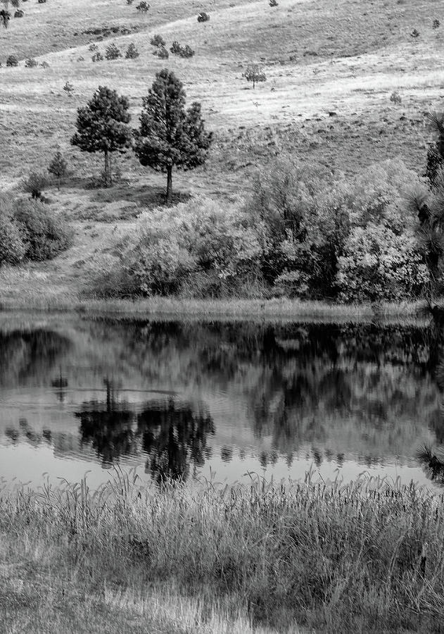 Two Trees, Reflected Photograph by Teresa Herlinger