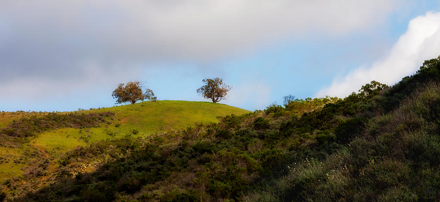 Two Trees Ventura, California Photograph by John A Rodriguez