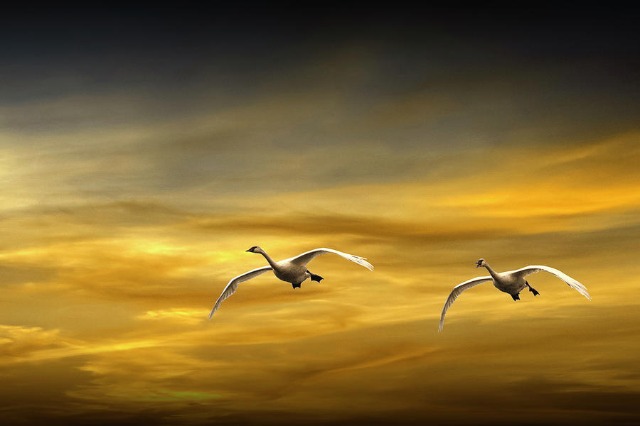 Two Trumpeter Swans Flying in for a Landing at Sunset. No. 026 Photograph by Randall Nyhof