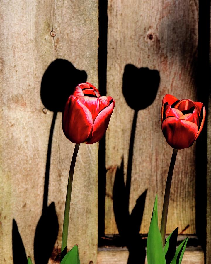 Two Tulips And Shadows Photograph