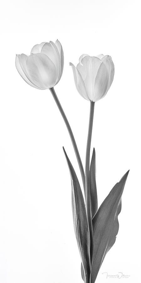 Two Tulips BW Left-Facing Photograph by Teresa Wilson