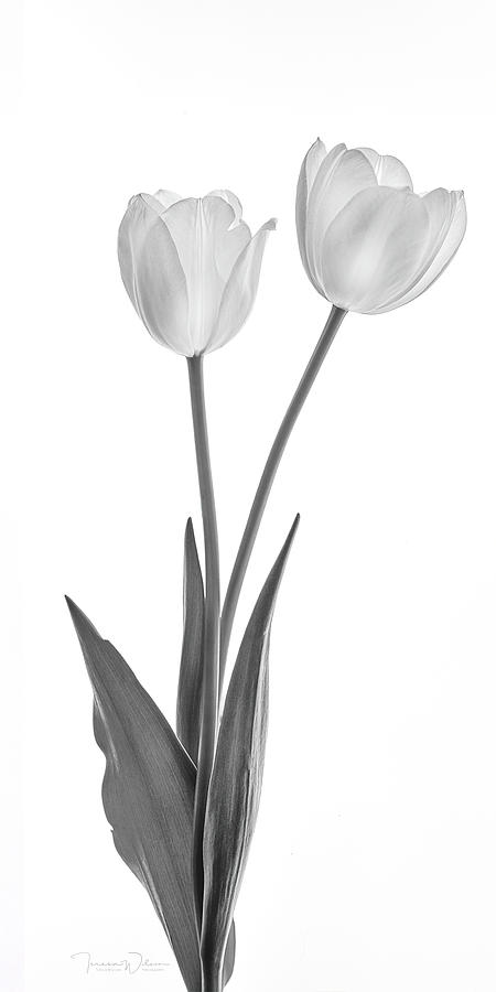 Two Tulips BW Right-Facing Photograph by Teresa Wilson