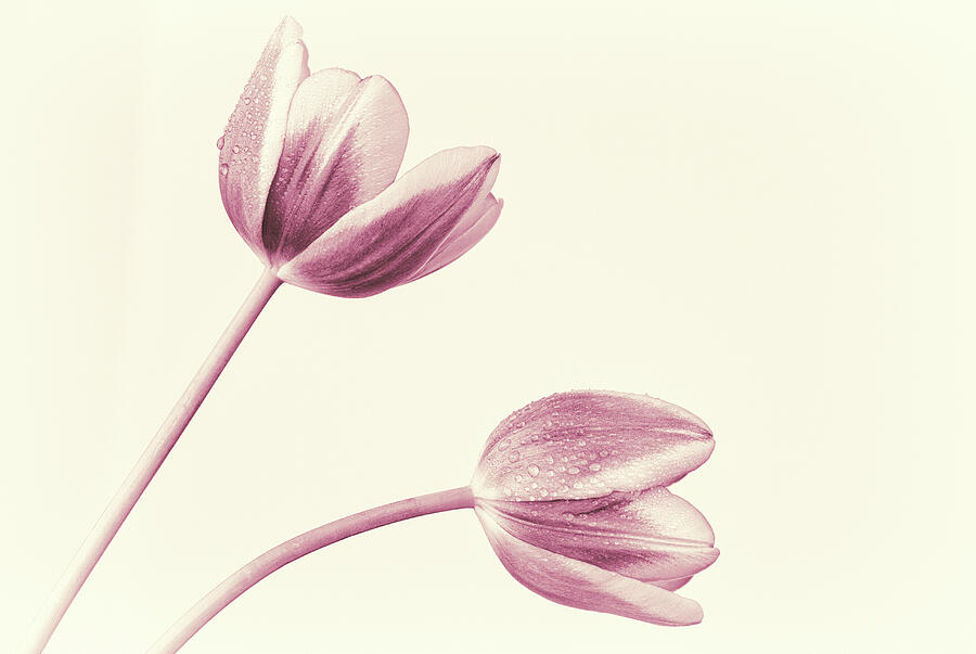 Two Tulips Color Tone 1 Photograph by Tanya C Smith