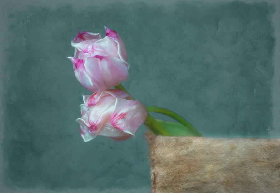 Two Tulips in a Basket Photograph by Sylvia Goldkranz