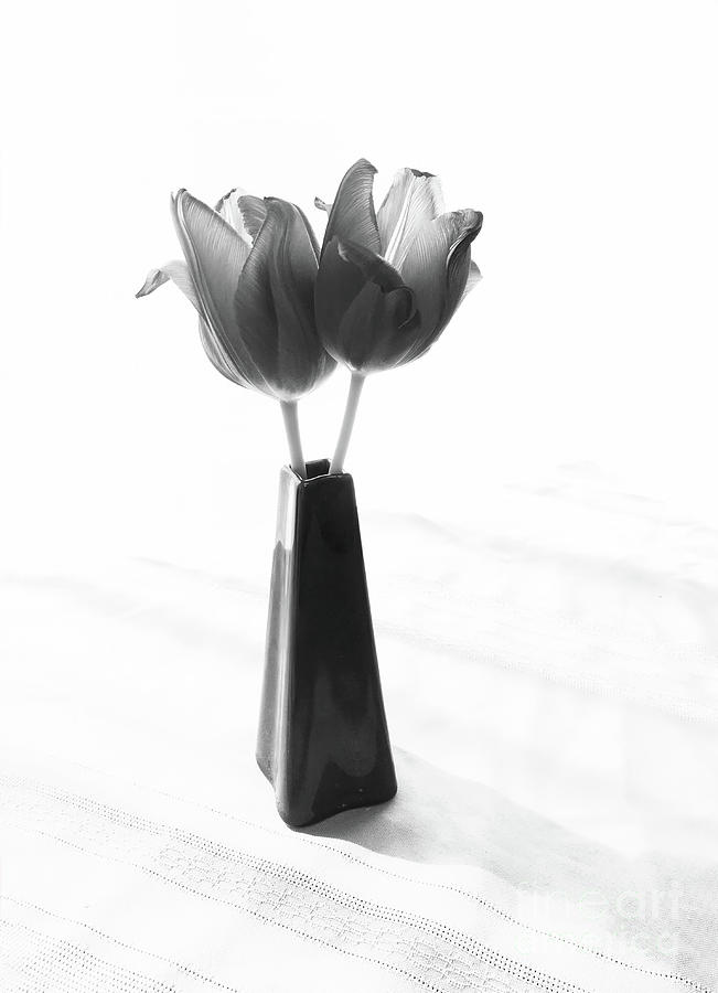 Two tulips in black and white Photograph by Maria Janicki
