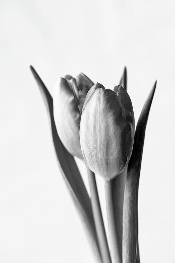 Two Tulips In Black And White Photograph by Tanya C Smith