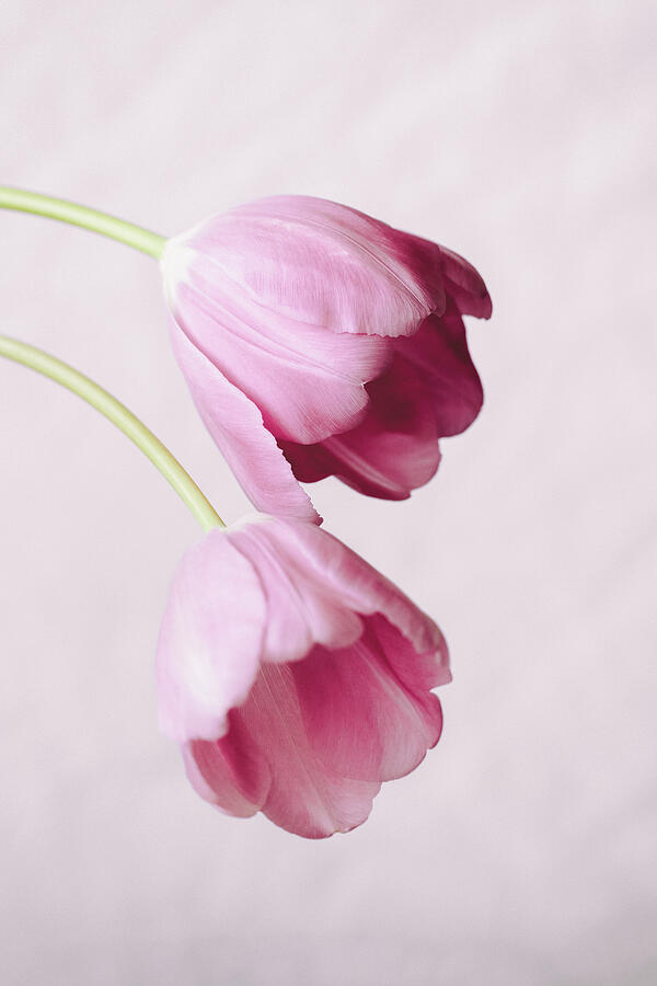 Two Tulips In Pink Photograph by Tanya C Smith