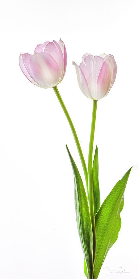 Two Tulips Left-Facing Photograph by Teresa Wilson