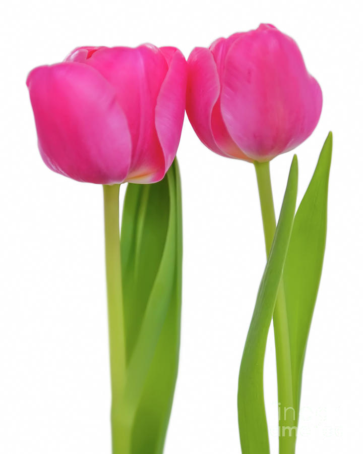 Two Tulips Photograph by Olga Hamilton