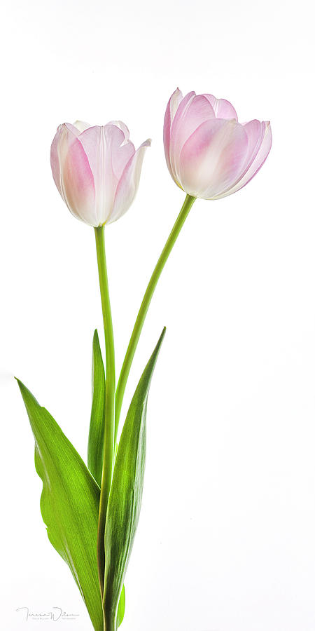 Two Tulips Right-Facing Photograph by Teresa Wilson