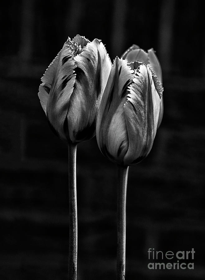togetherness - DUO TULIPS, STRONG CONTRAST EFFECTIVE BLACK AND WHITE FLOWERS  Photograph by Tatiana Bogracheva