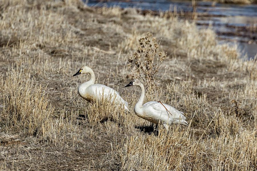 Two Tundra Swans Coming Out of the Pond Photograph by Belinda Greb