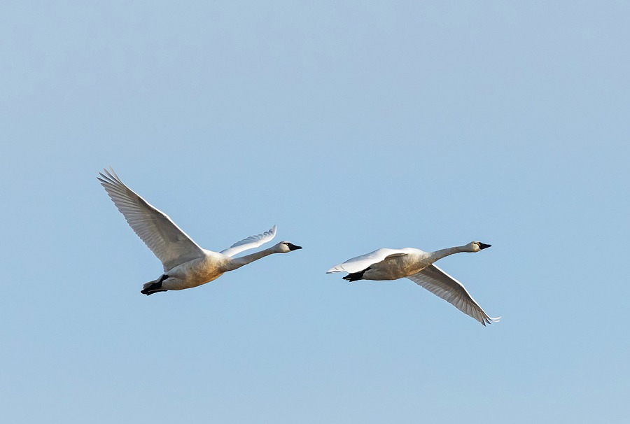 Two Tundra Swans Photograph by Loree Johnson