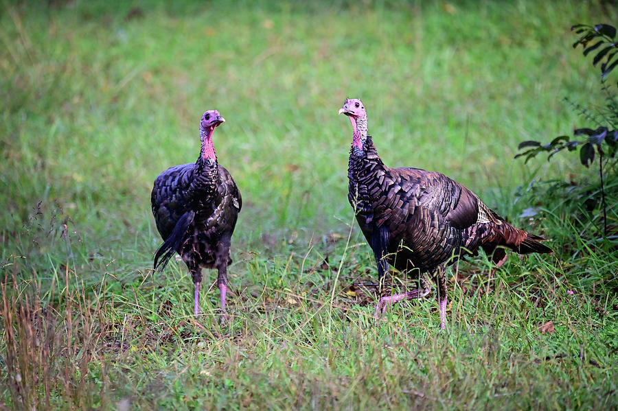 Two Turkeys Photograph by Ed Stokes