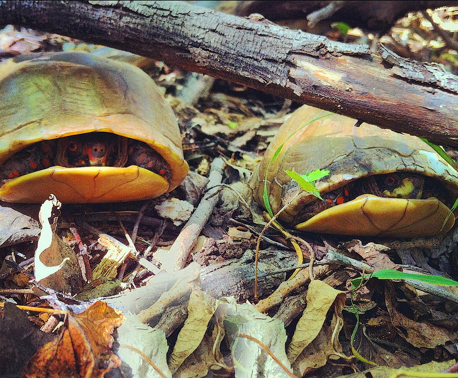 Two Turtles in the Woods Photograph by Shelli Fitzpatrick