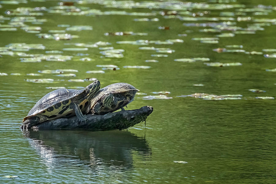 Two Turtles on a log at Delta Ponds Photograph by Belinda Greb