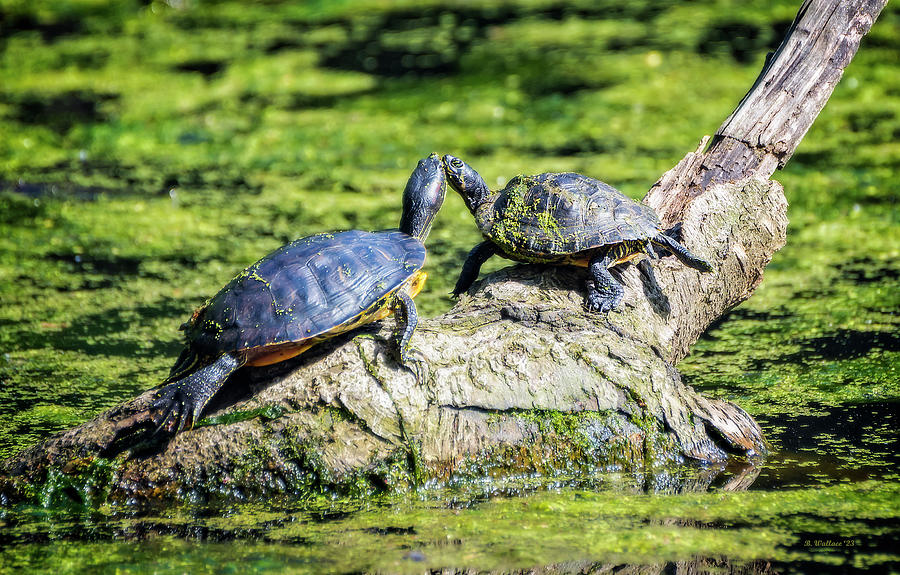 Two Turtles On A Log Photograph by Brian Wallace - Fine Art America