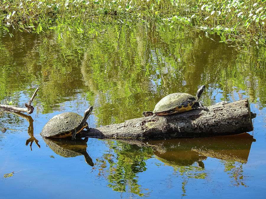 Two Turtles on a Log Photograph by Suzanne Torres Tankersley - Fine Art ...